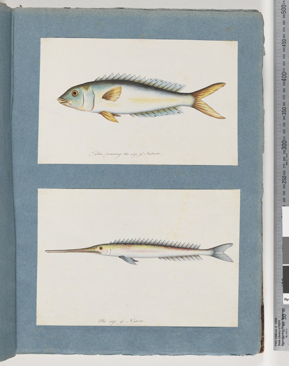 Sida 9. Oidentifierad fisk. 10. Oidentifierad fisk av Unknown artist