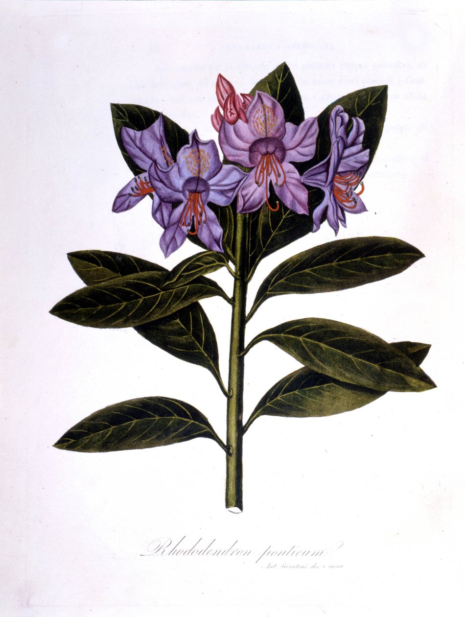 Rhododendron (Rhododendrumbroar). av Unknown artist