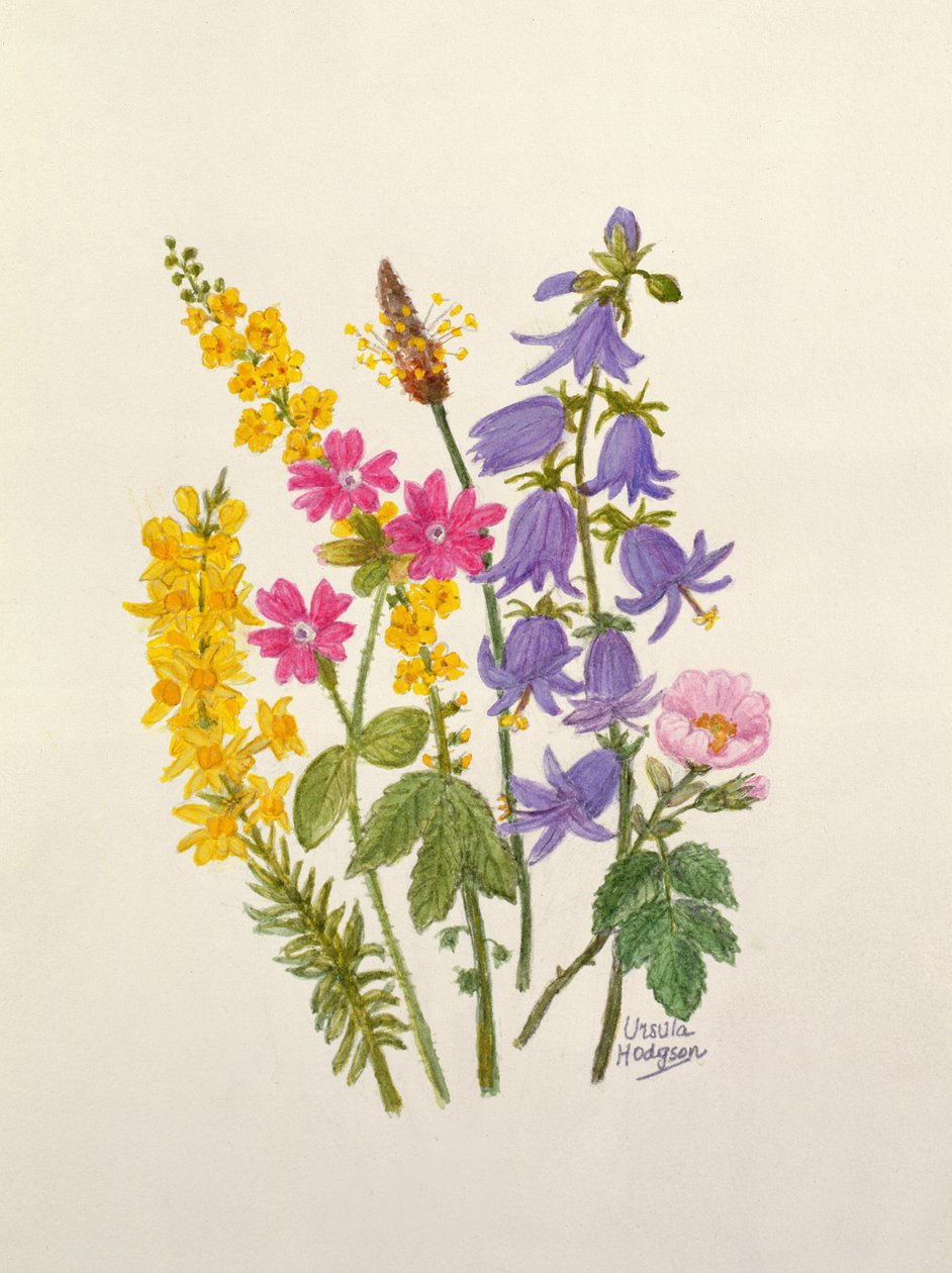 Blåklockor, kvast, ört Robert och andra vilda blommor (wc på papper) av Ursula Hodgson