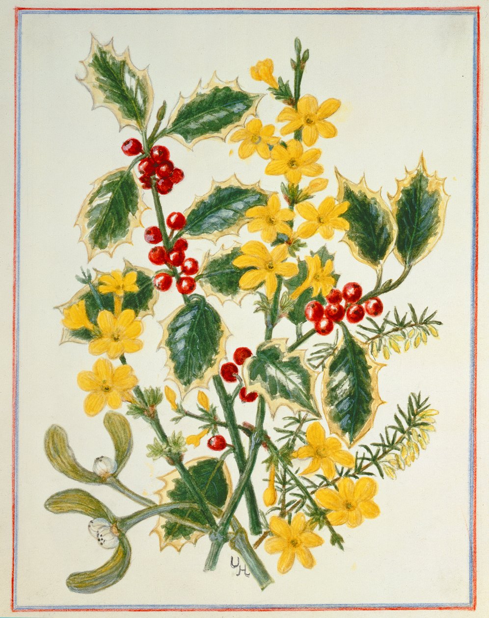 Holly, Winter Jasmine, Heath and Mistel (wc på papper) av Ursula Hodgson