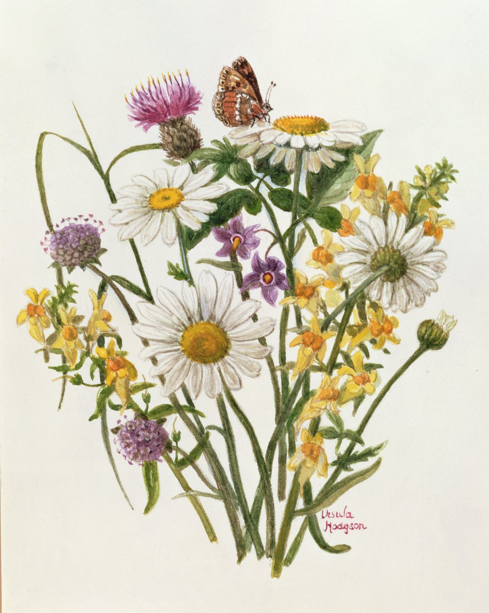 Knapweed, Ox-eye Daisy och Padda Lin (wc på papper) av Ursula Hodgson