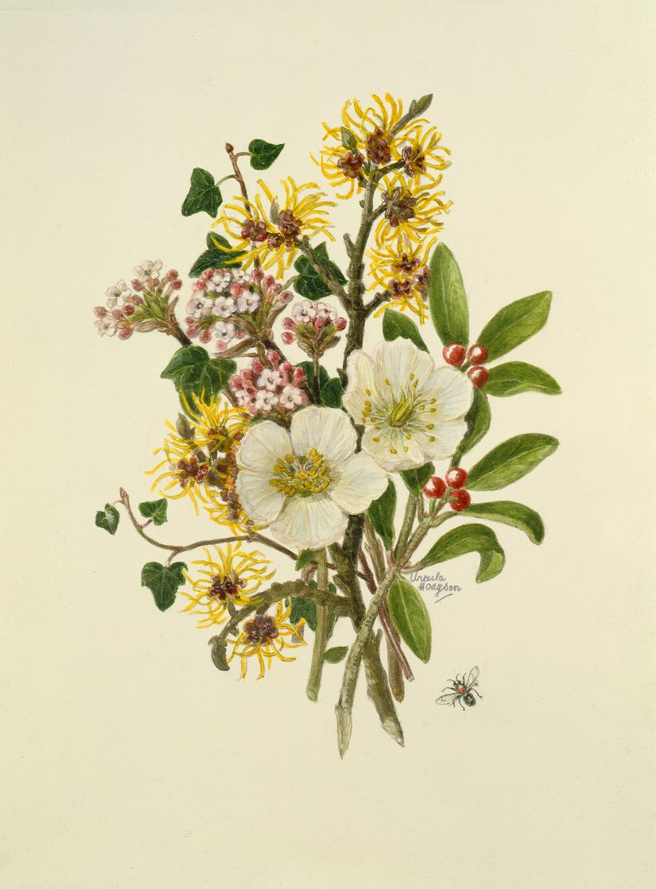 Skimmia Japonica, Hamamelis, Viburnum och Hellebore (wc på papper) av Ursula Hodgson