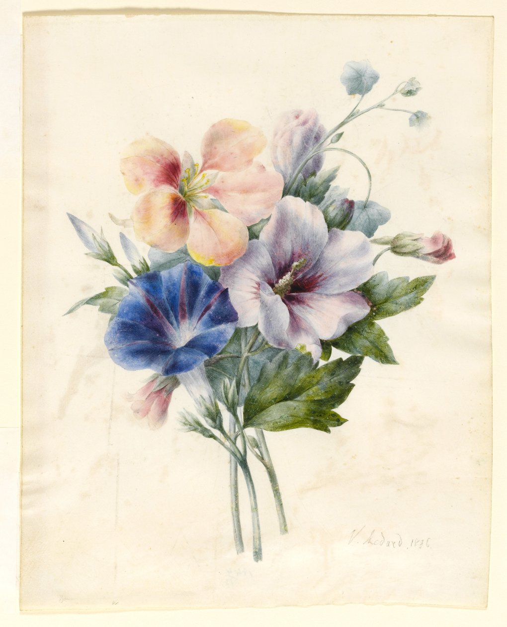 Blommor inklusive Blue Convolvulus, 1836 (wc & kroppsfärg på veläng) av V. Medard