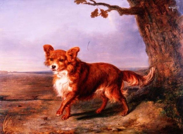 "Fox", en favorithund av Vallati