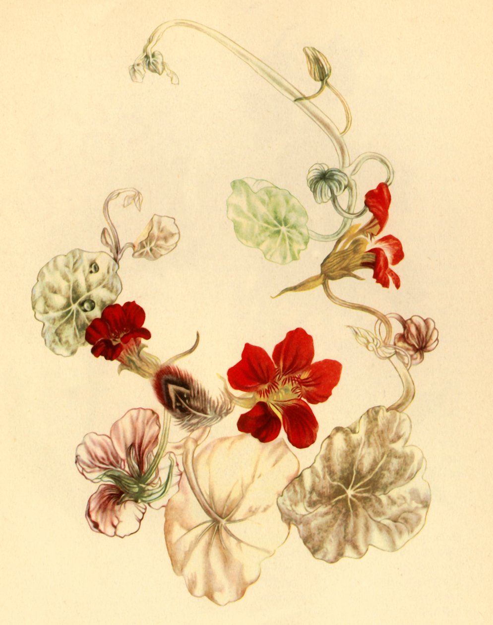 "Nasturtium", c1930-talet 1946. av Vere Temple