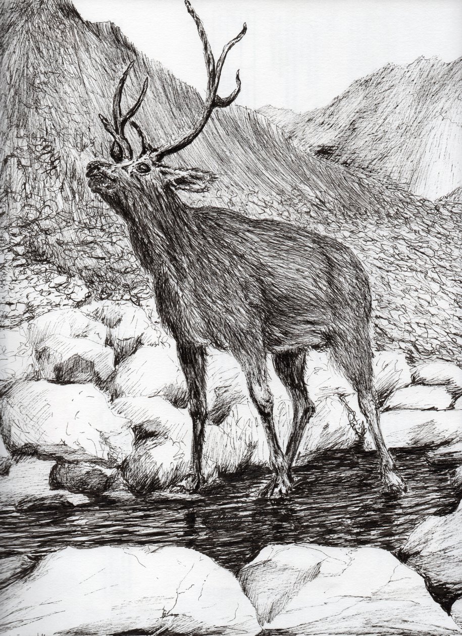 Stag, 2011, (bläck på papper) av Vincent Alexander Booth