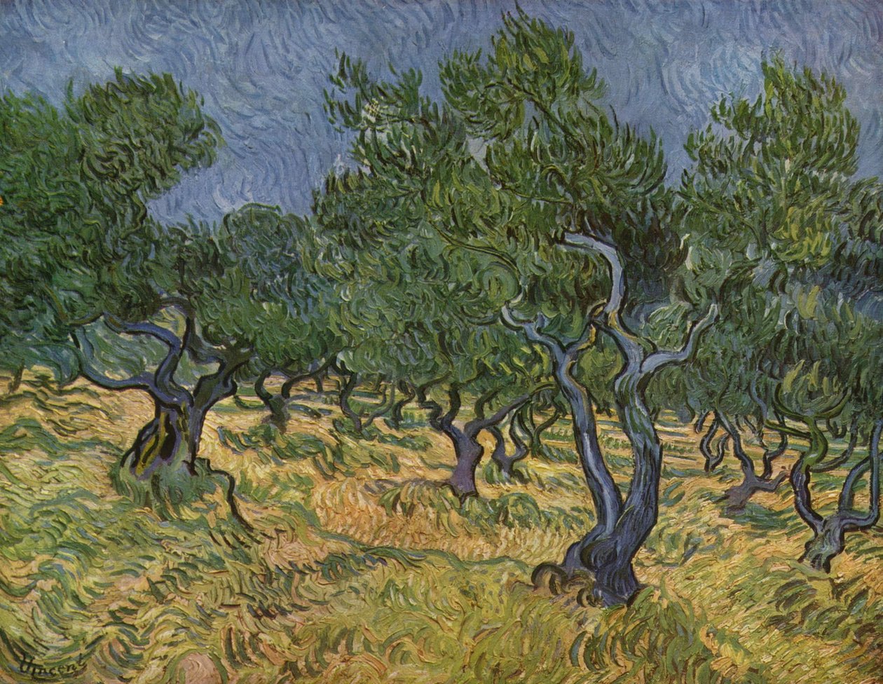 Olivenhain av Vincent van Gogh