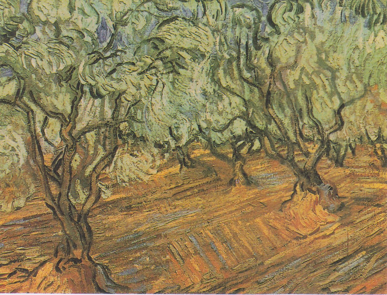 Olivlund med blå himmel av Vincent van Gogh