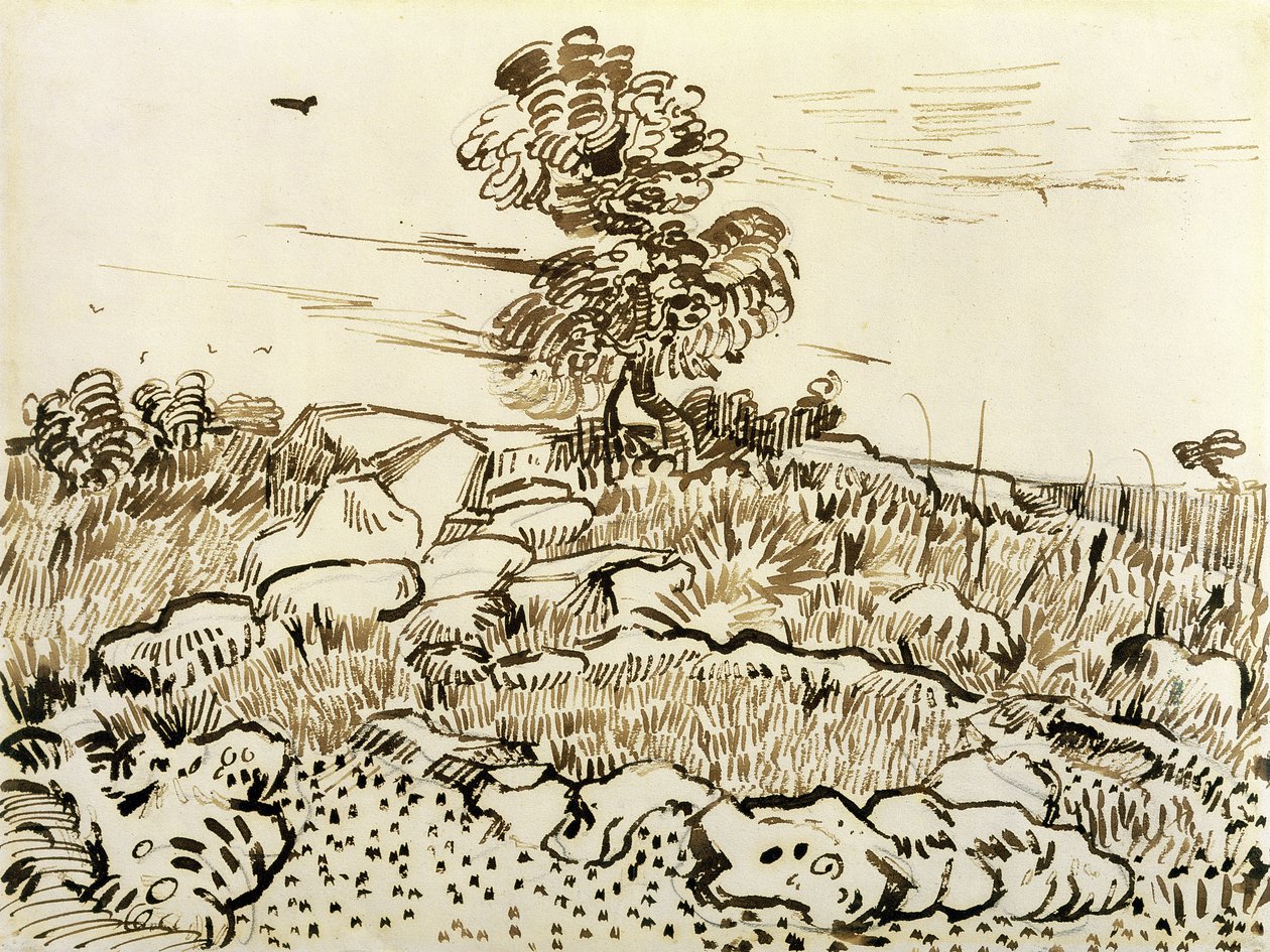 Rocky Ground at Montmajour, 1888-89 (penna, vasspennor och bläck på papper) av Vincent van Gogh