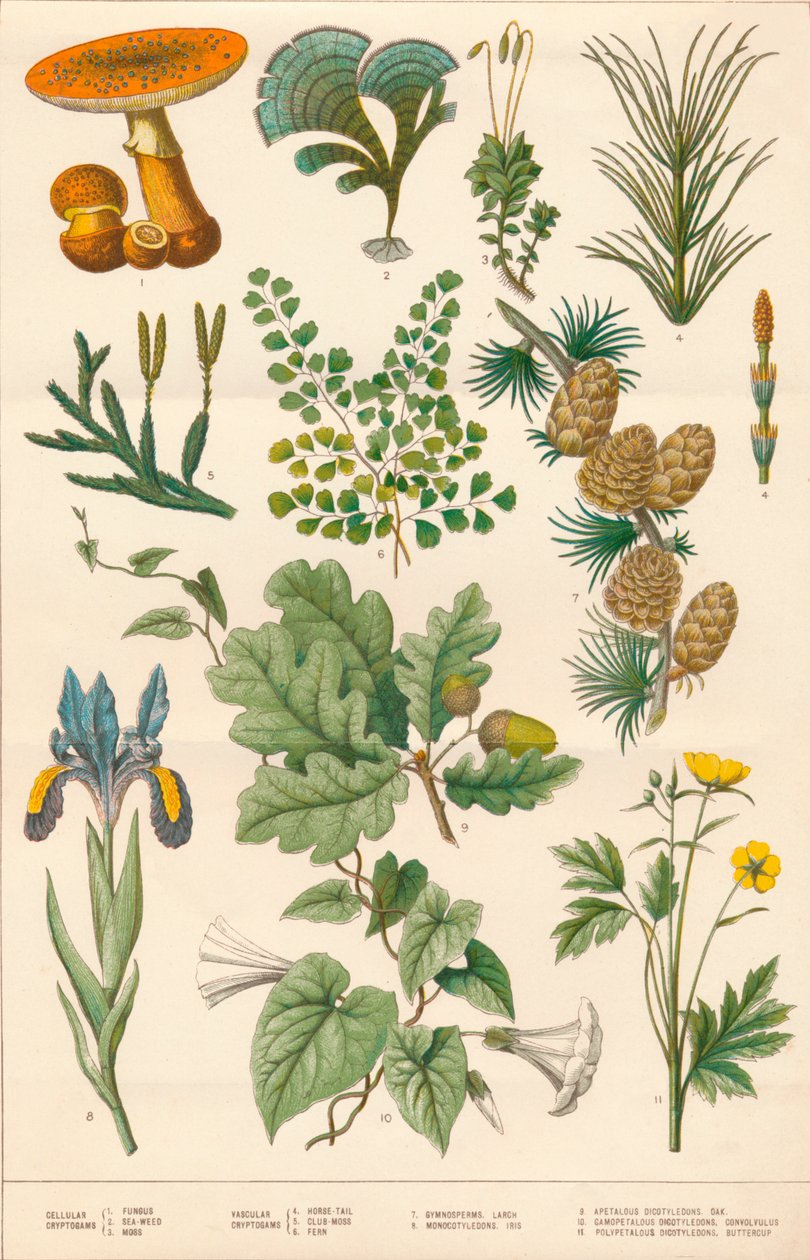 Botanisk illustration, c1880-talet. av Vincent Brooks Day and Son