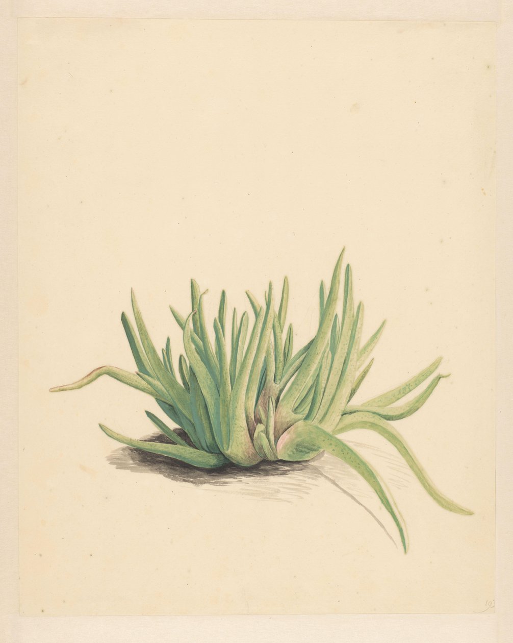 IJskruid (titel på objekt) av Vincent Jansz. van der Vinne