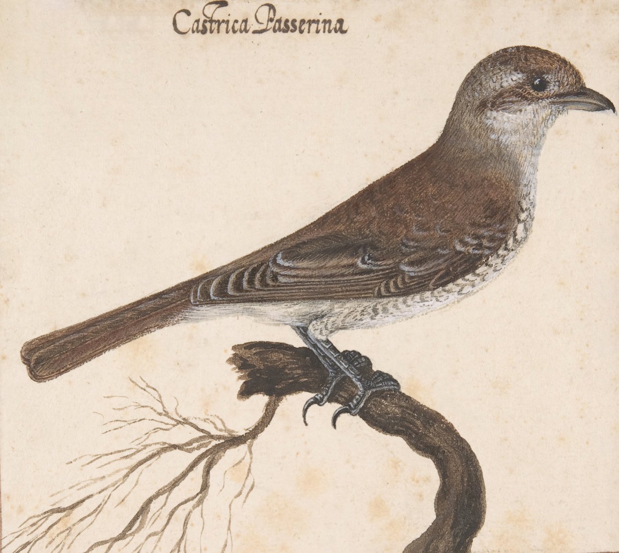 Castrica Passerina,. av Vincenzo Leonardi