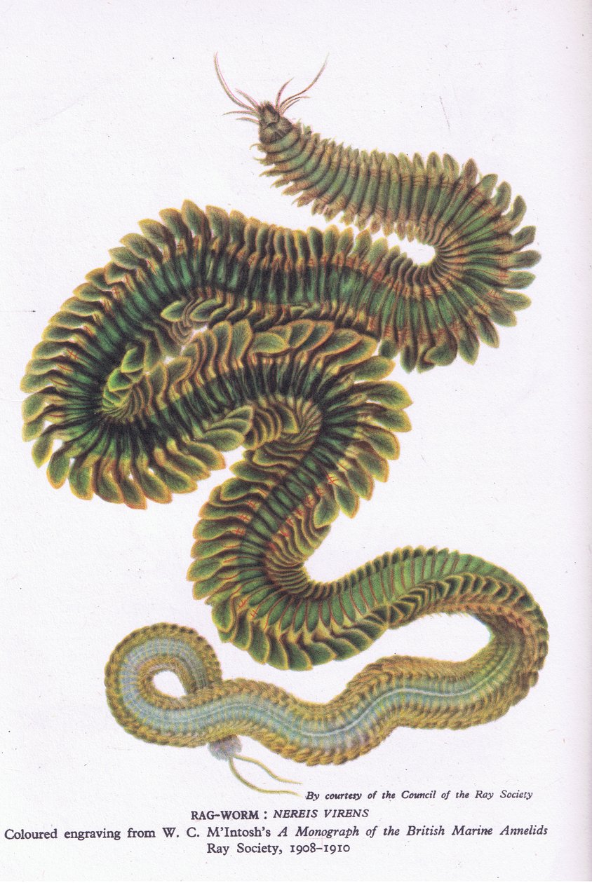 Ragworm, Nature in Britain publicerad av Collins, 1946 av W. C. McIntosh