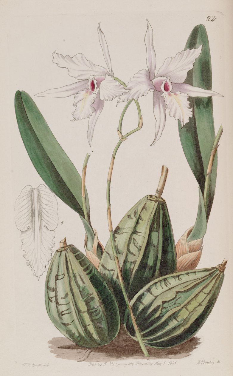 Laelia rubescens (as syn. Laelia acuminata) av W. J. Booth