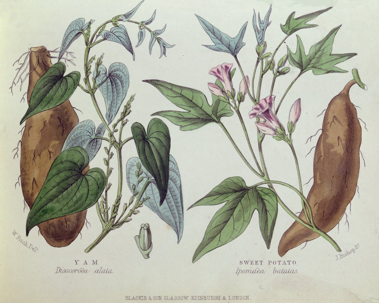 Yam och sötpotatis (färggravyr) av W. Fitch