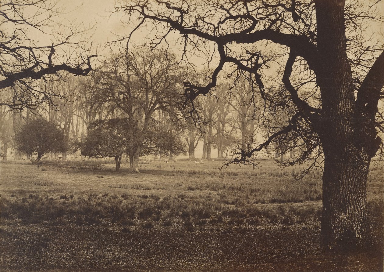 Windsor Park, Deer Feeding, 1850-talet. av W. H. Nicholl