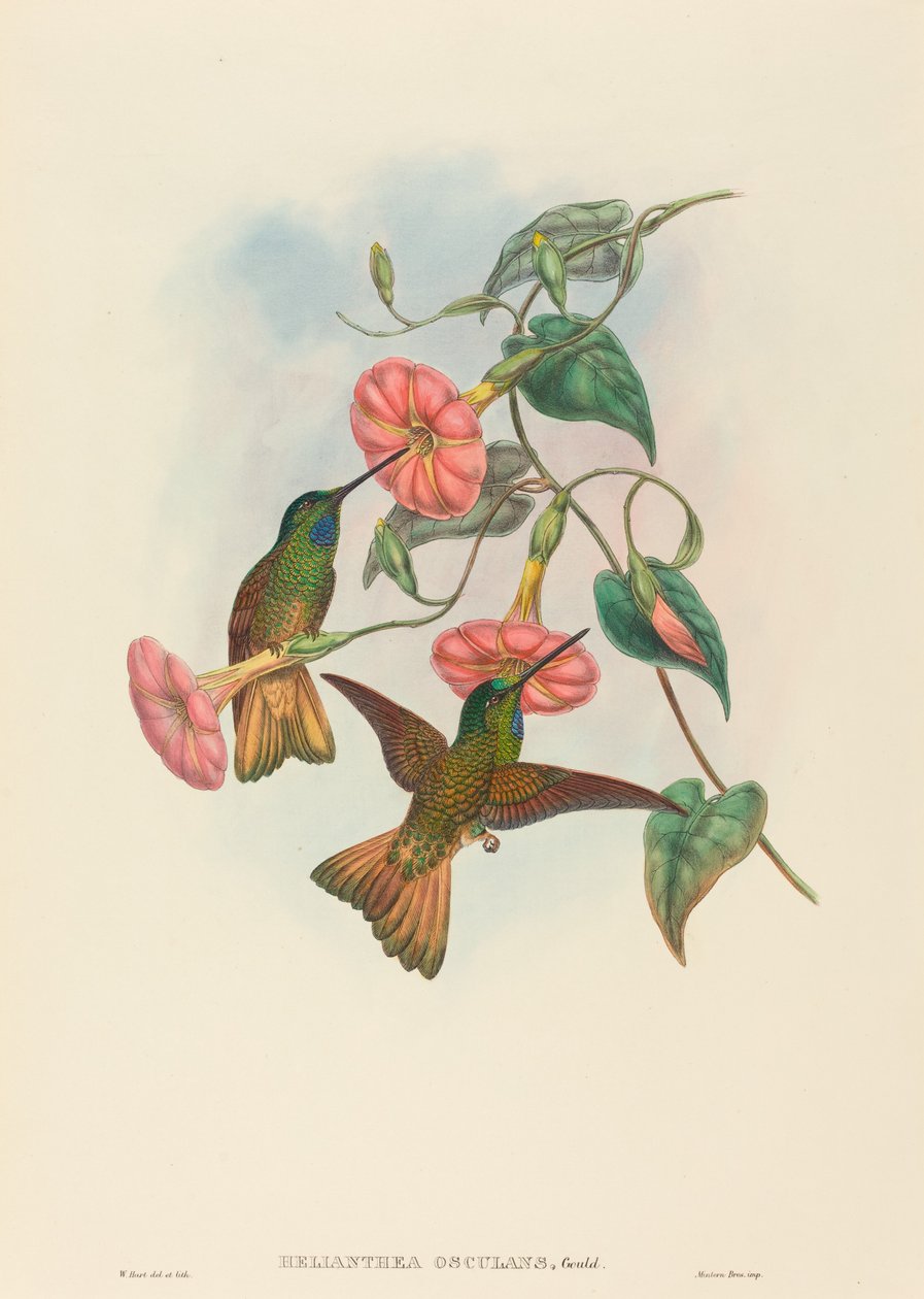 Helianthea osculans (Buff-tailed Star-Frontlet) av W. Hart