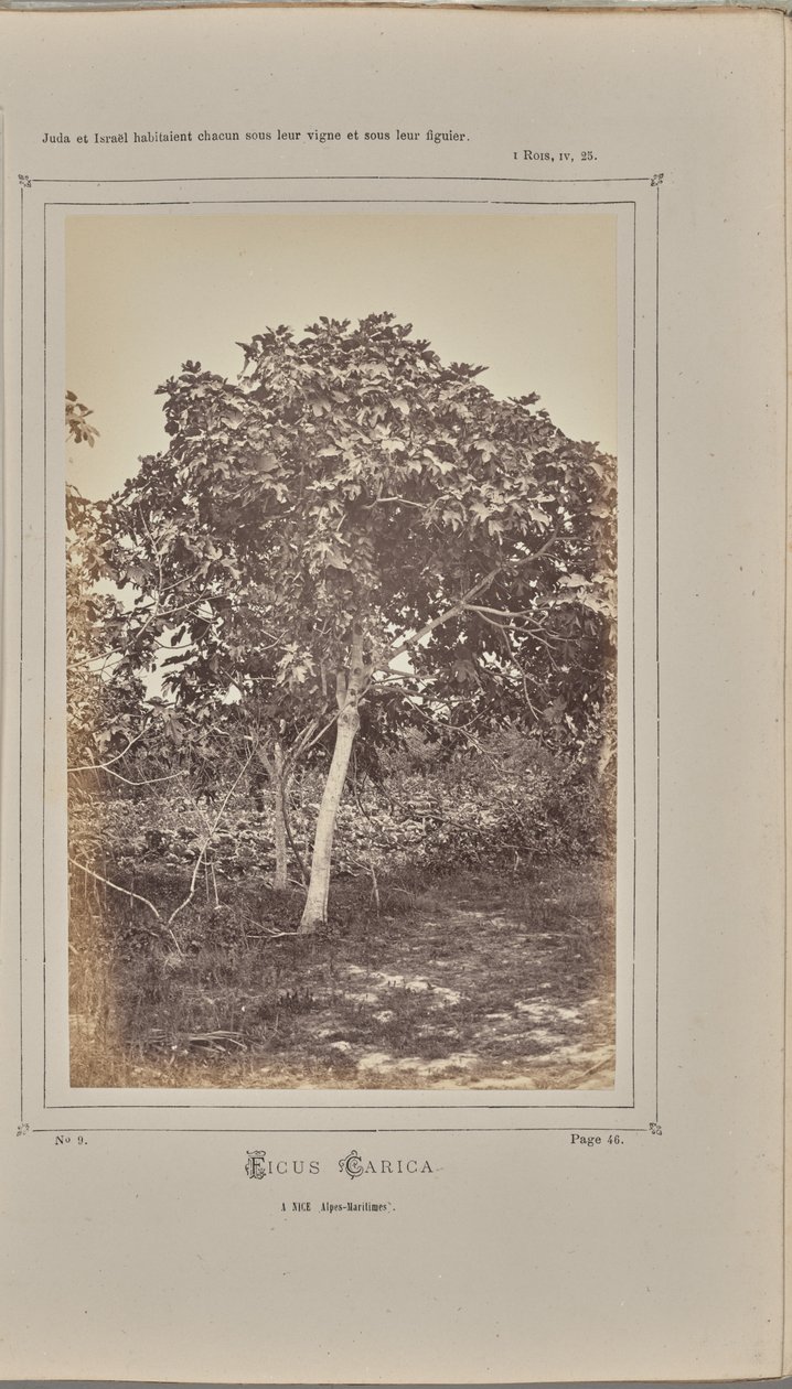 Ficus carica, i Nice (Alpes-Maritimes) av W. de Bray