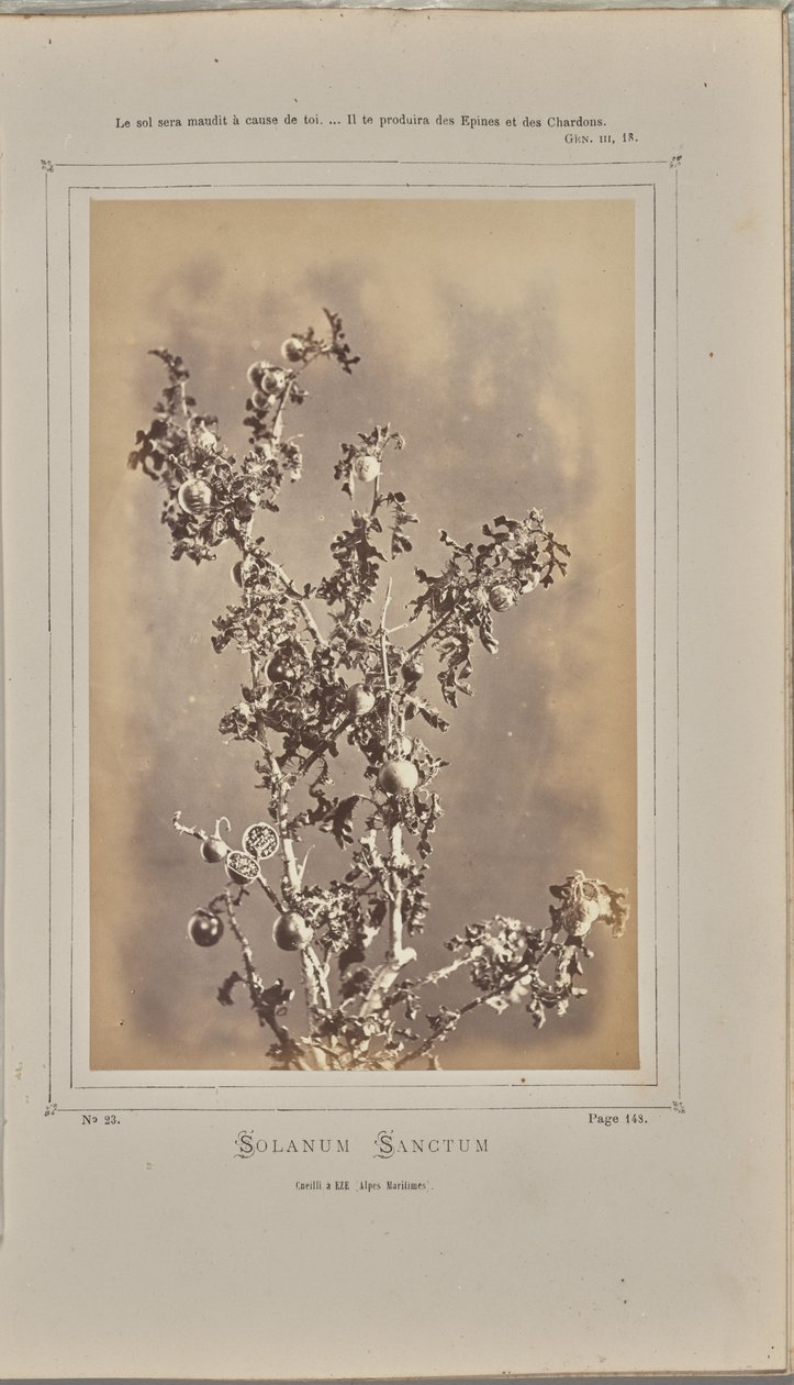 Solanum sanctum, cuelli i Èze (Alpes-Maritimes) av W. de Bray