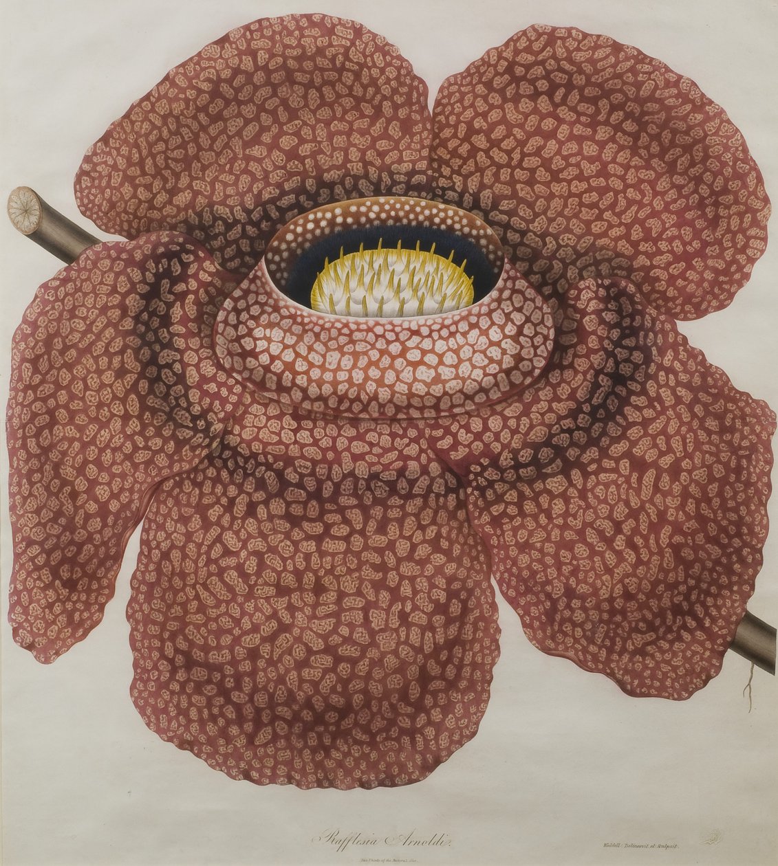 Blomma av Rafflesia arnoldii av Waldell