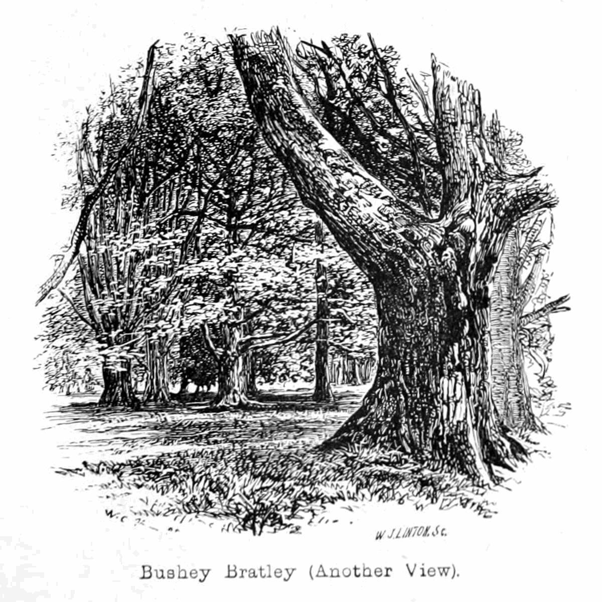 Bushey Bratley  av Walter Crane