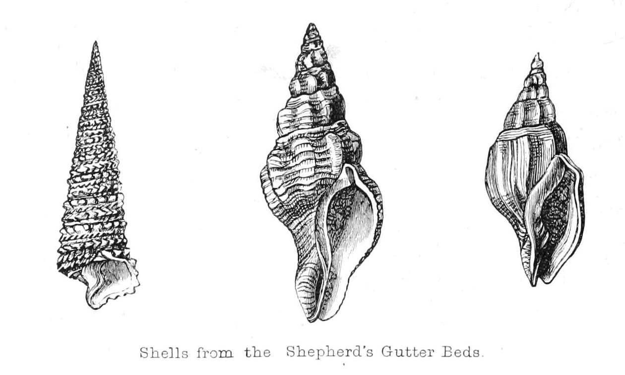 Fossils from the Shepherds Gutter Beds av Walter Crane