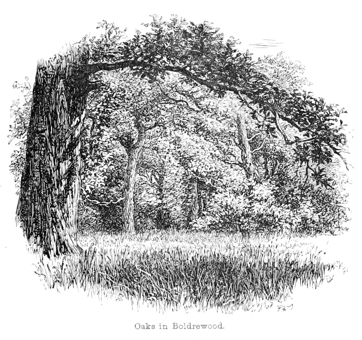Oaks in Boldrewood av Walter Crane
