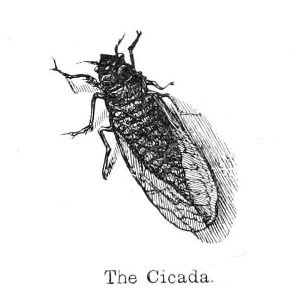 The Cicada av Walter Crane