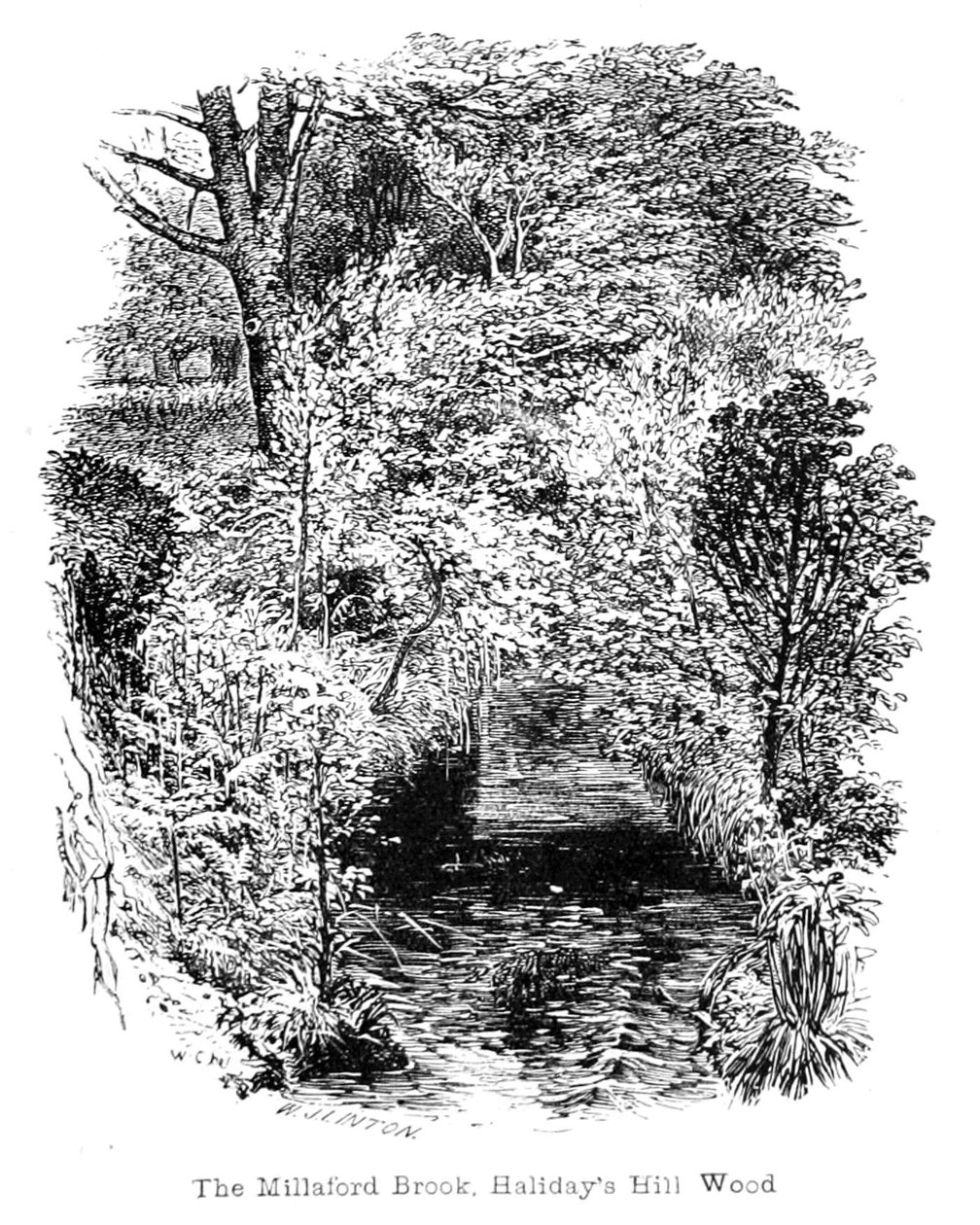 The Millaford Brook, Halidays Hill Wood av Walter Crane