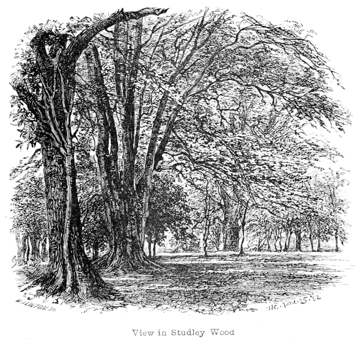 The New Forest its history and its scenery  av Walter Crane
