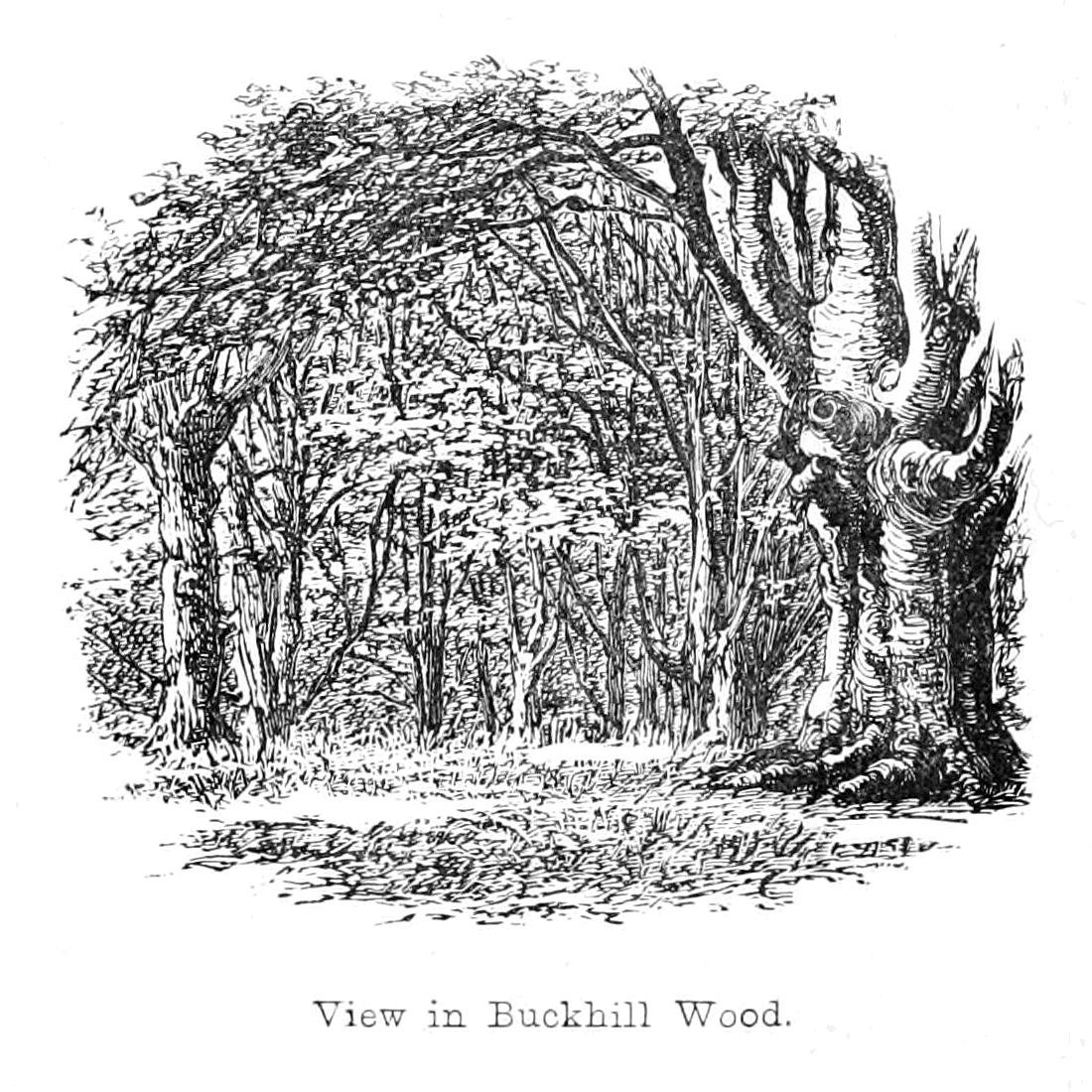 View in Buckhill Wood av Walter Crane