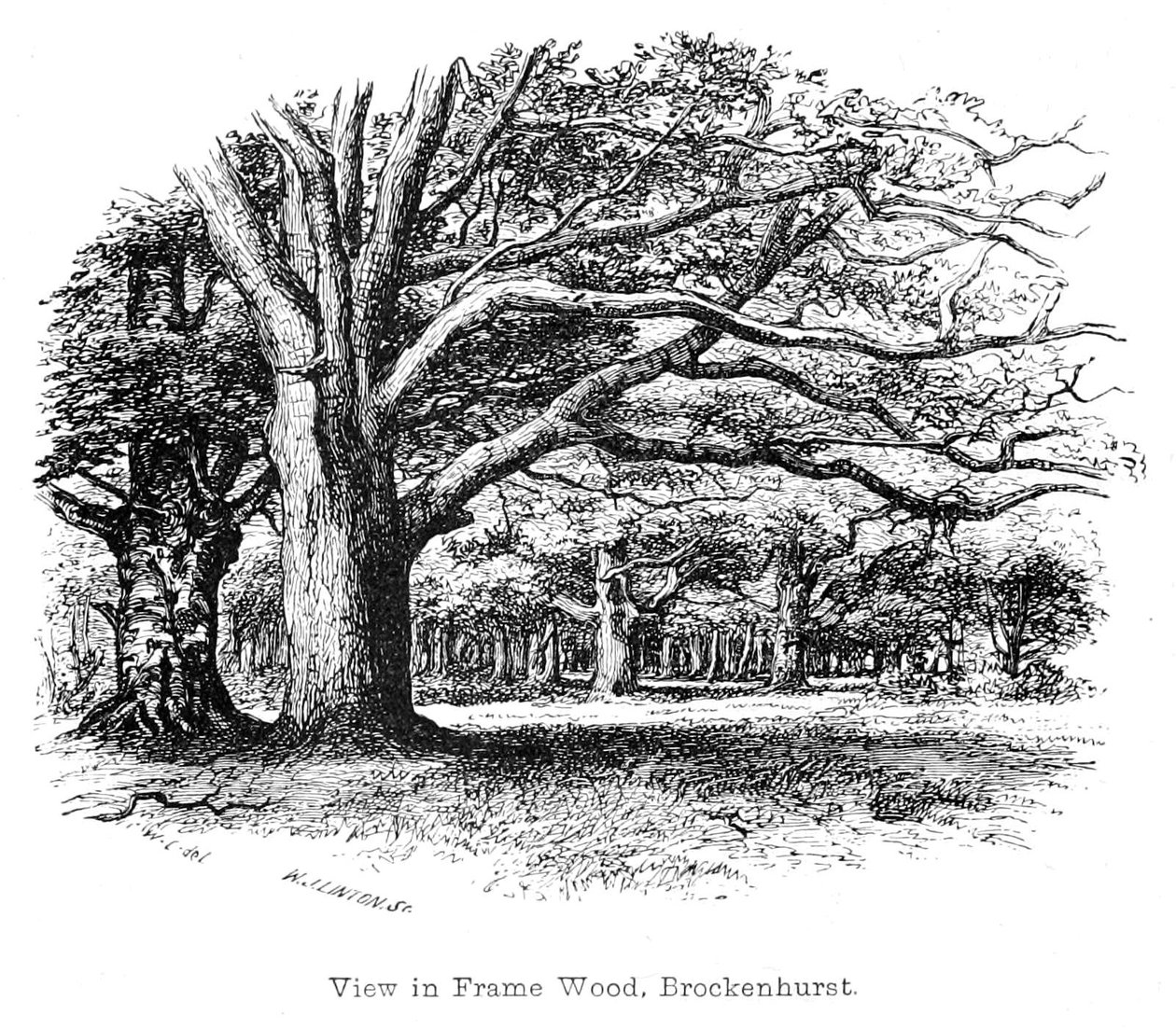 View in Frame Wood, Brockenhurst av Walter Crane