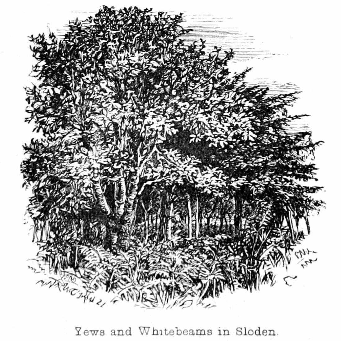 Yews and Whitebeams in Sloden av Walter Crane