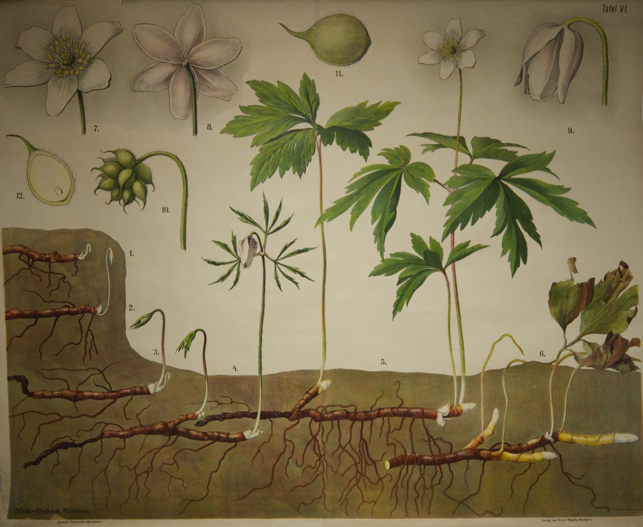 Schmeils Botanische Wandtafeln Anatomische Reihe av Walter Heubach