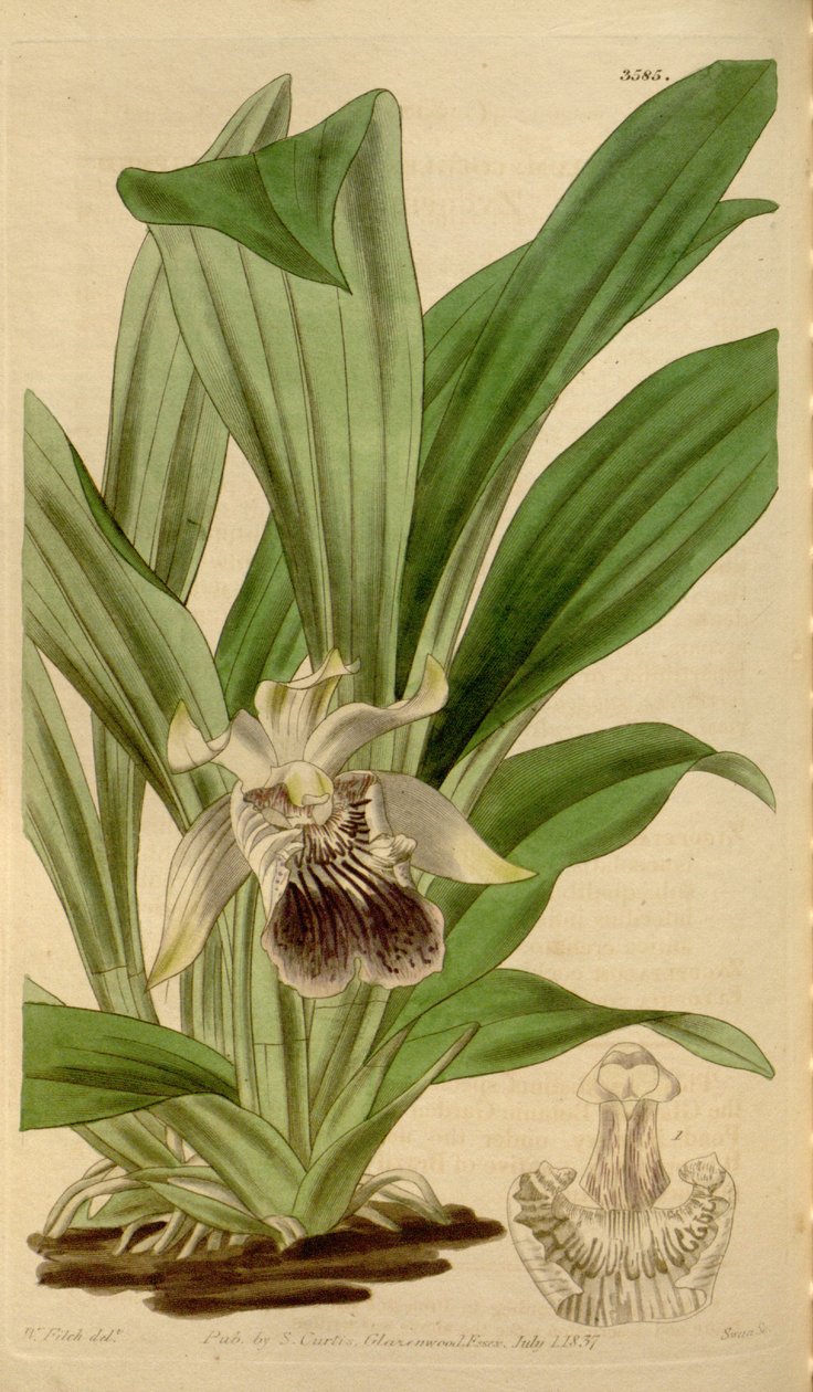 Illustration av Cochleanthes Flabelliformis (som syn. Zygopetalum Cochleare) av Walter Hood Fitch