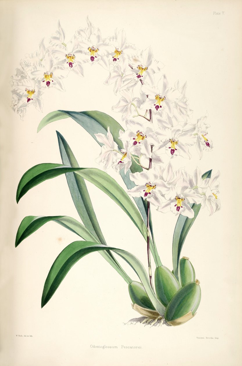 Illustration of Odontoglossum nobile (as syn. Odontoglossum pescatorei) av James Bateman