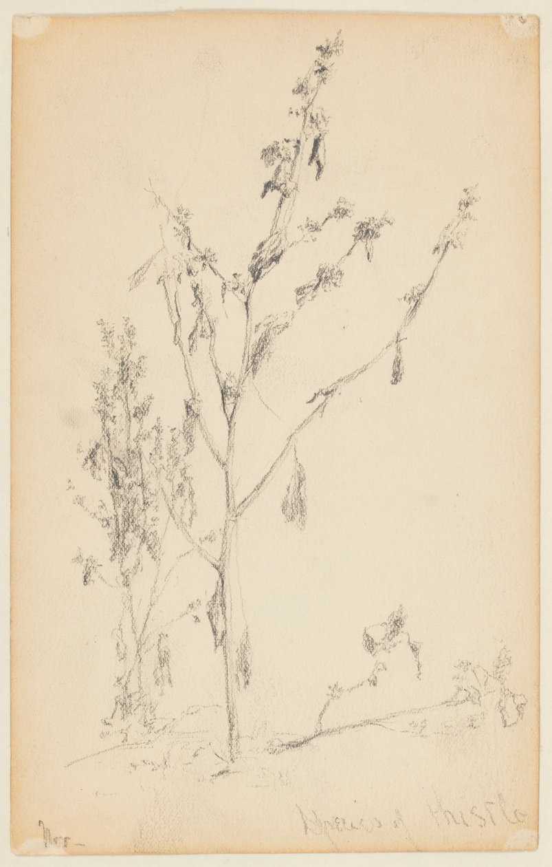 Studie av tistlar av Walter Clark