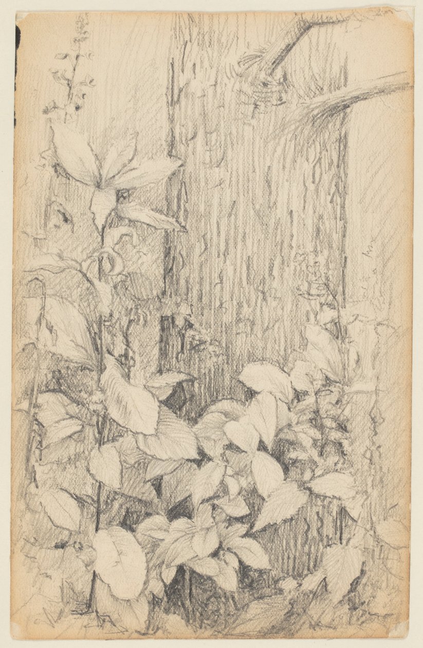 Studie av undervegetation av Walter Clark