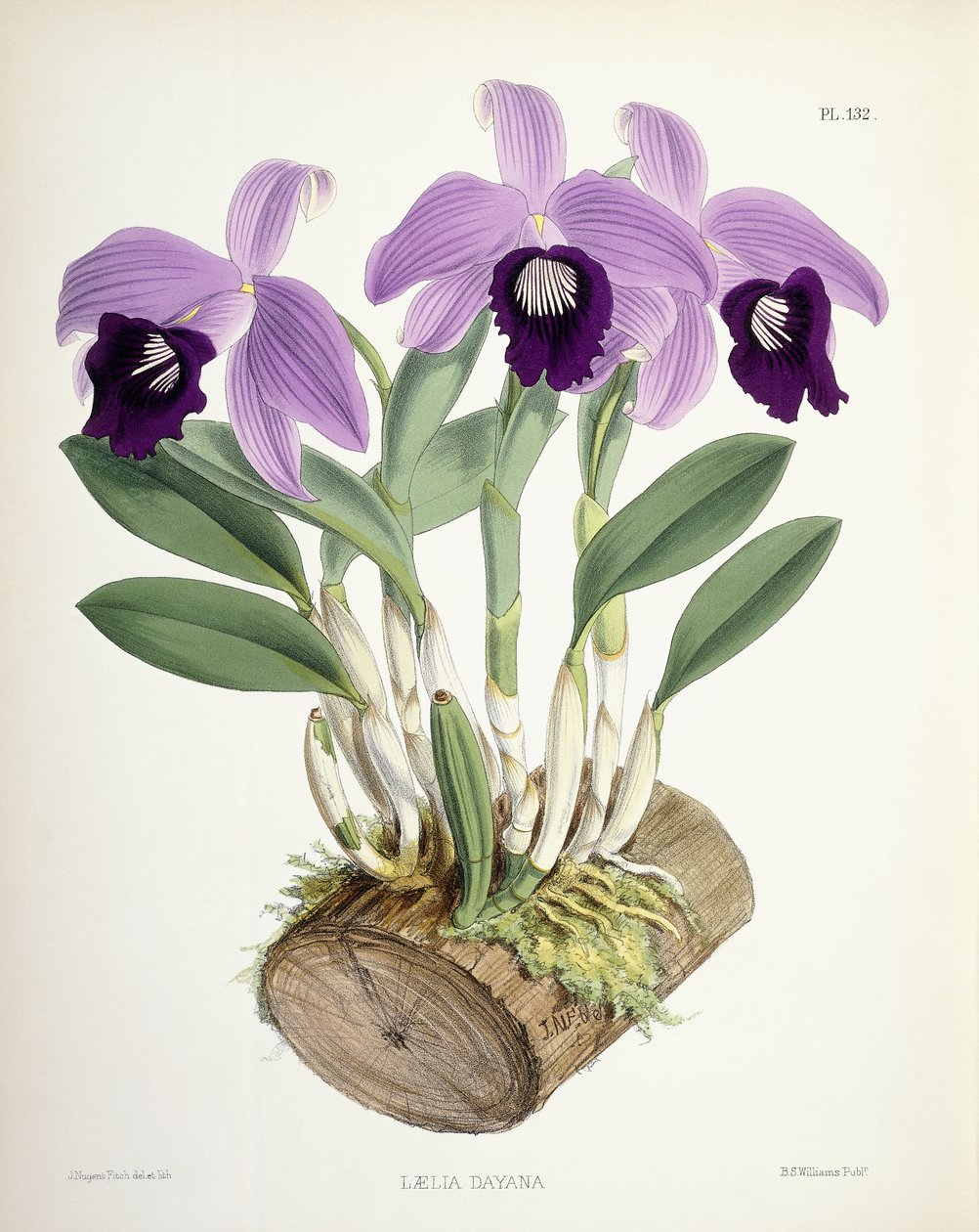 Laelia Dayana, ca 1882-1897 av Walter Hood Fitch