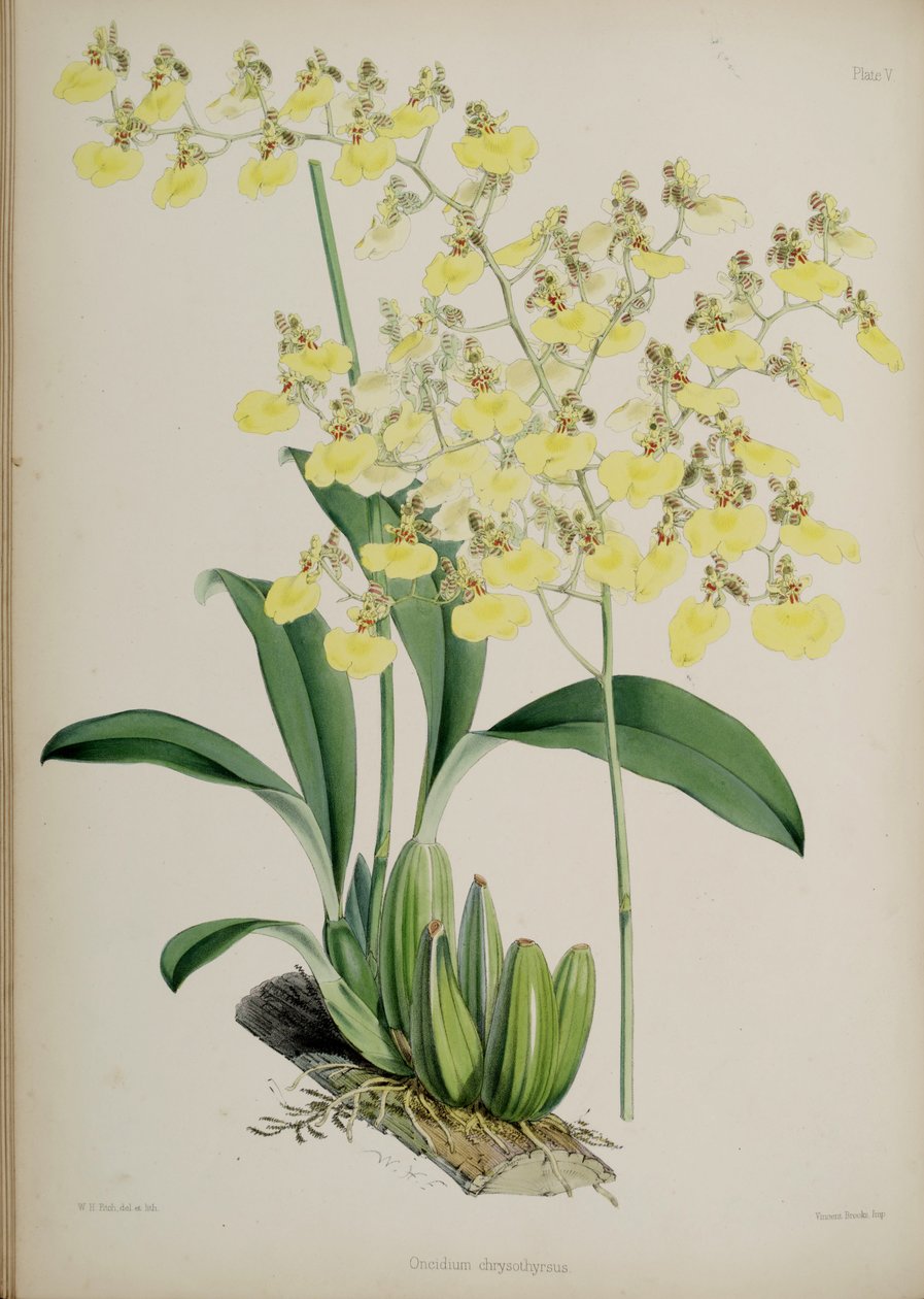 Oncidium bifolium av Walter Hood Fitch
