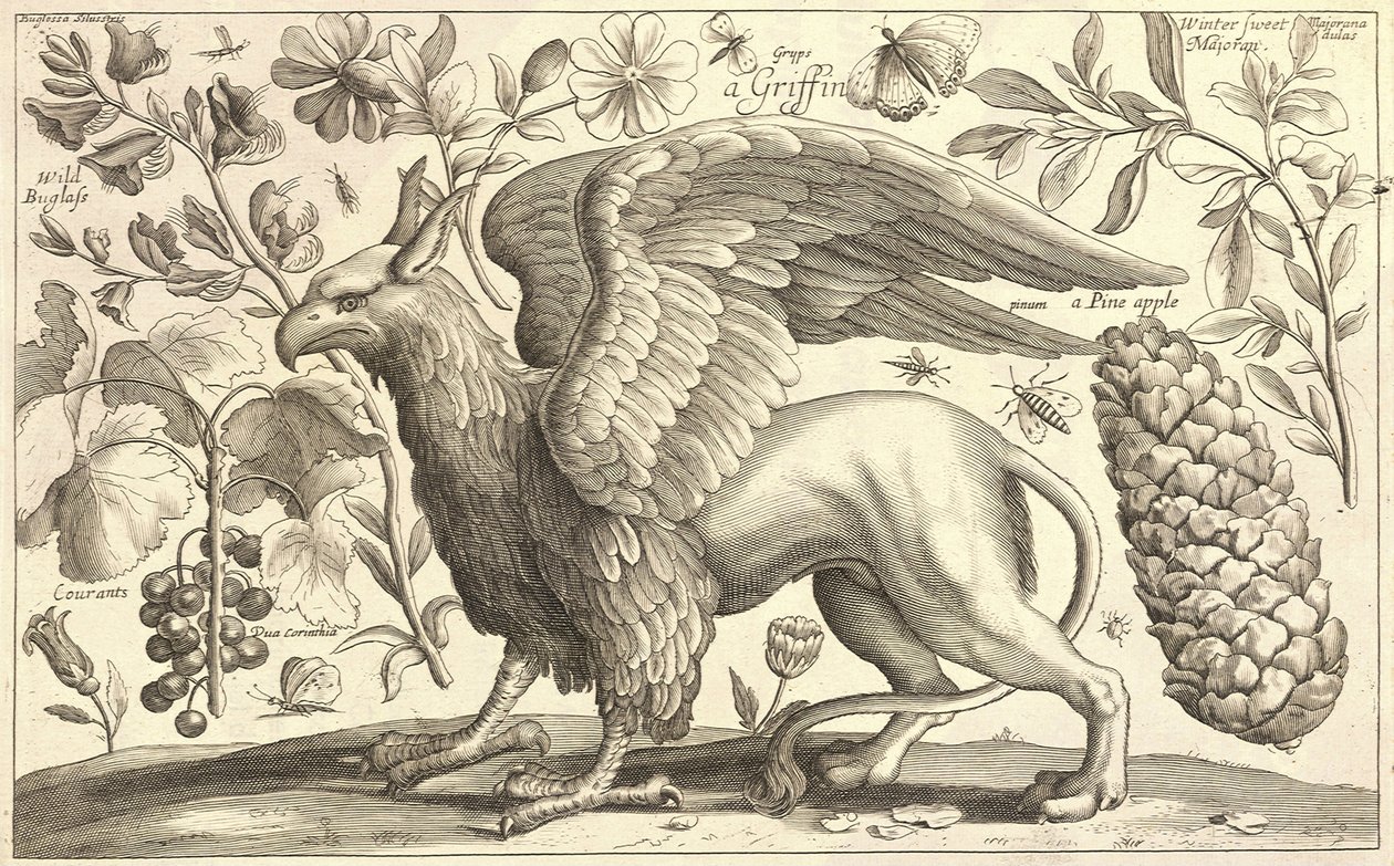A griffin av Wenceslaus Hollar