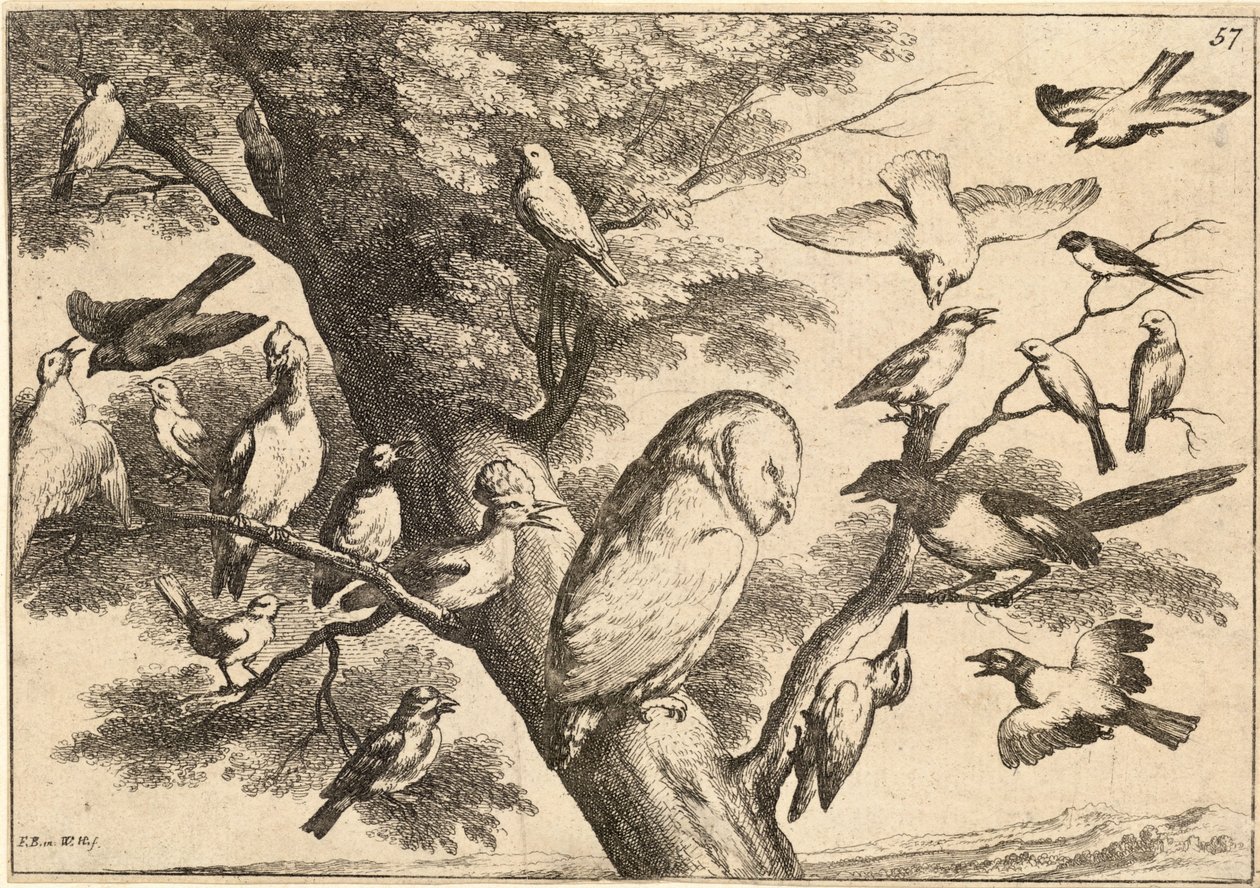 Fåglar mobbar en uggla av Wenceslaus Hollar