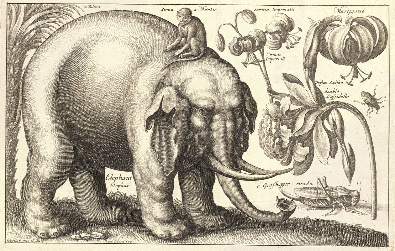 Elephant and flowers. State 2 av Wenceslaus Hollar