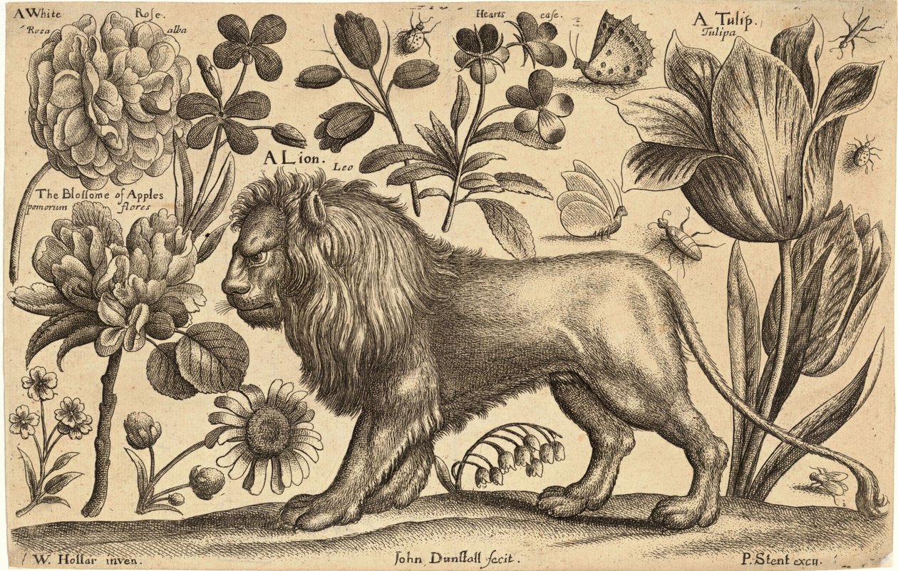 Lion and tulip av Wenceslaus Hollar