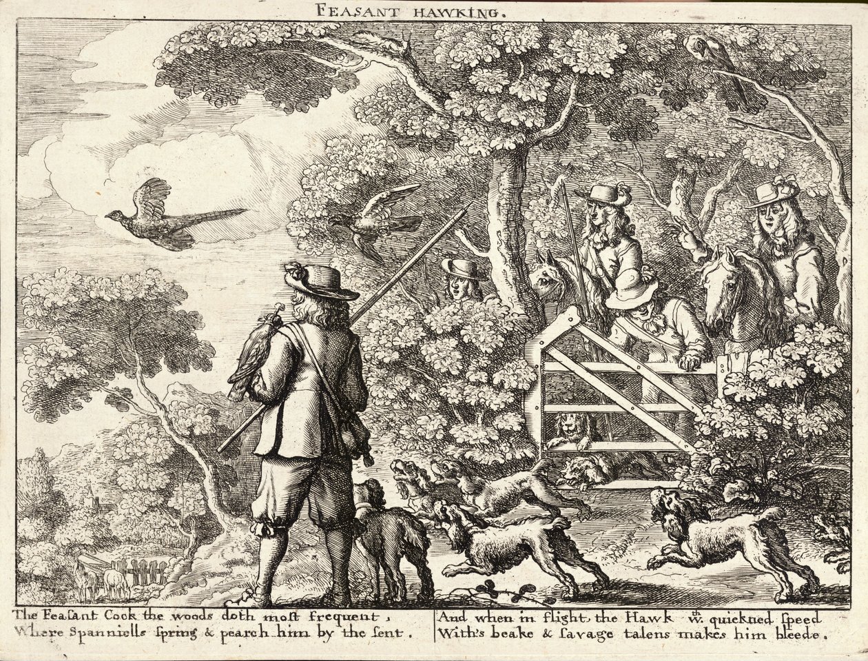 Pheasant hawking av Wenceslaus Hollar