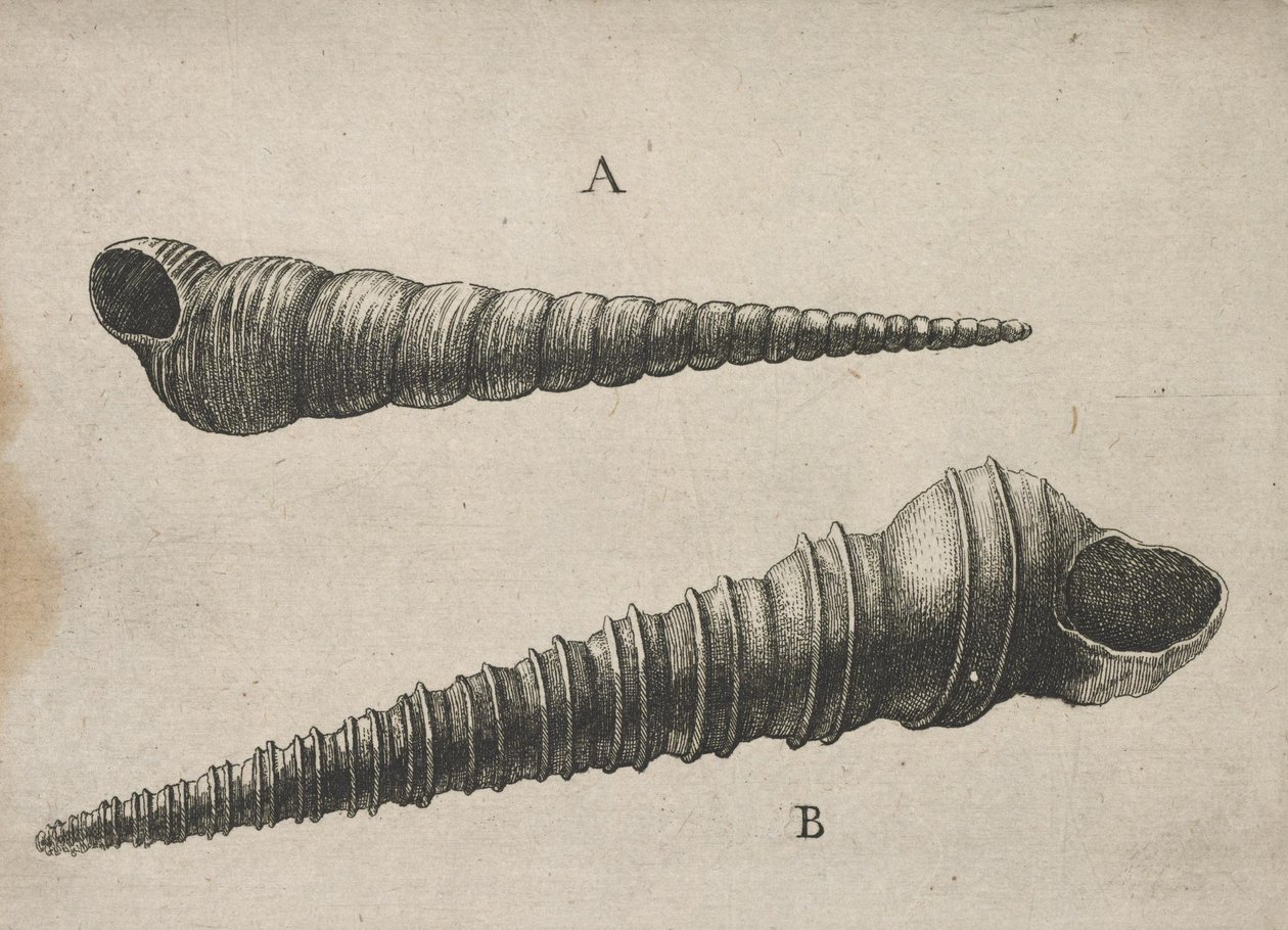 Skal (Turritella terebra och T. duplicata L.) av Wenceslaus Hollar