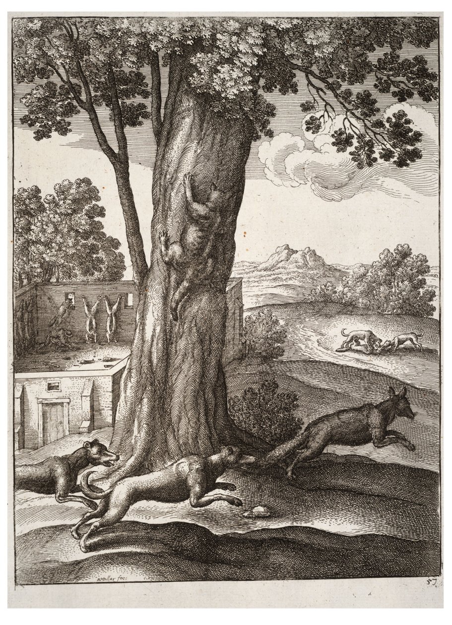 The fox and the cat av Wenceslaus Hollar