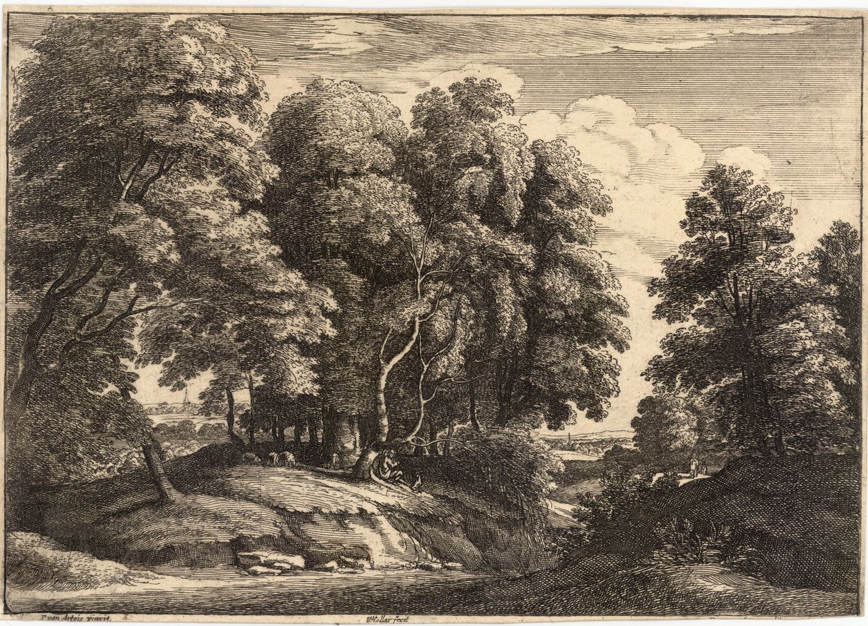 Shepherd i träet av Wenceslaus Hollar