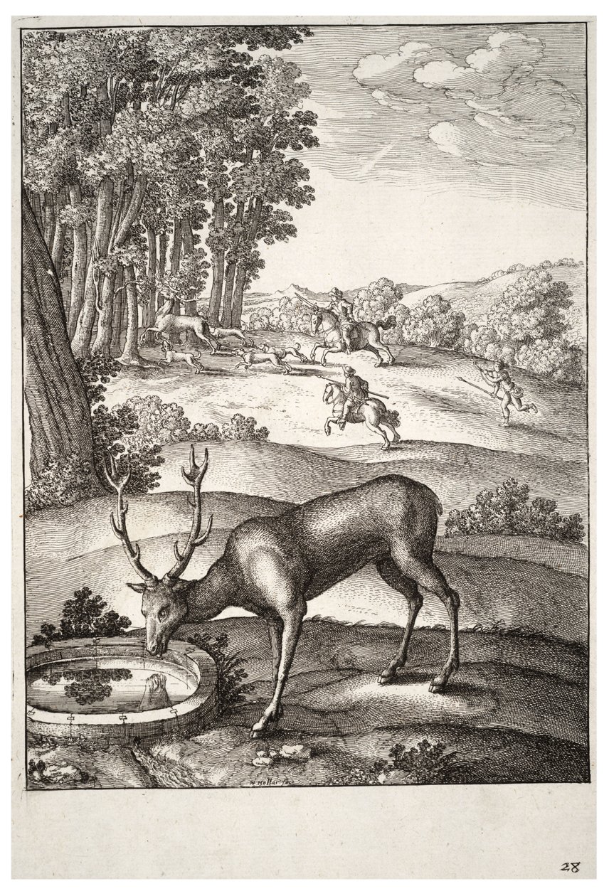 The stag. State 2 av Wenceslaus Hollar