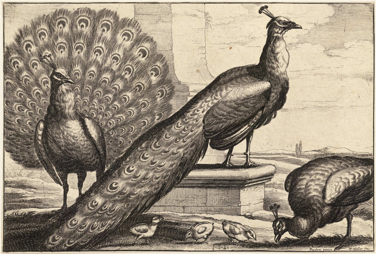Tre påfåglar av Wenceslaus Hollar